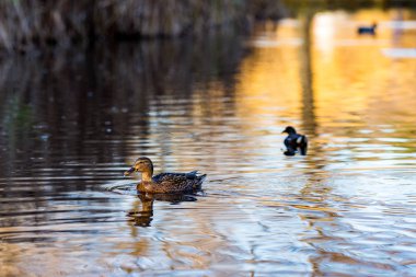Kadın yeşilbaş ördek Sofya, Bulgaristan Altın saate South Park'da bir gölde yüzüyor