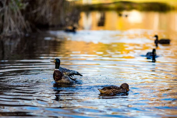 Drake ördek kanatlarını yayılır ve kadın yeşilbaş ördek yanında Sofya, Bulgaristan Altın saate South Park'da bir gölde yüzüyor