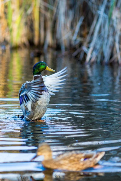 Drake ördek güzel onun kanatları yayılır ve kadın yeşilbaş ördek, bulanık, önünde Sofya, Bulgaristan Altın saate South Park'da bir gölde yüzüyor