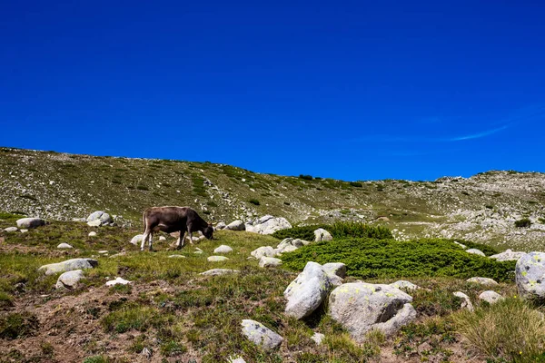 Летний Пейзаж Кормящей Коровой Ясным Голубым Небом Гора Пирин Болгария — стоковое фото