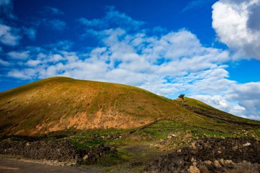 Lanzarote kırsal görünümü, bir palmiye ağacı ve duvarlar