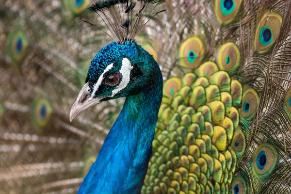 美しい男性孔雀 クローズ アップを彼のカラフルな黄色 緑および青の羽を持つ肖像画 — ストック写真