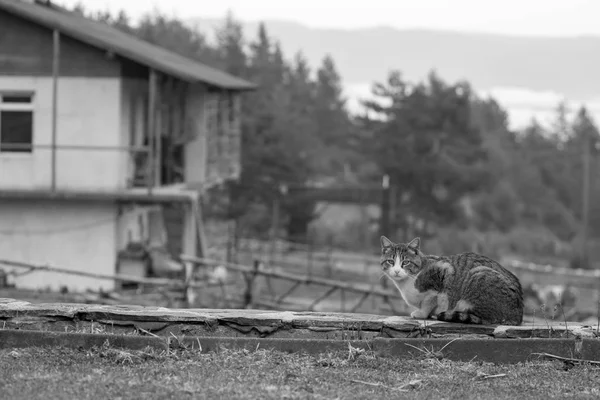 Sad Cat Standing Garden Looks Camera Black White Image — Stock Photo, Image
