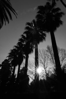 Büyüyen bir çizgi, siyah beyaz görüntü, ışık yapraksız ağaçları arasında güzel ışınları birkaç uzun boylu avuç içi siluetleri arasında tropikal akşam güneş kırınım bahar