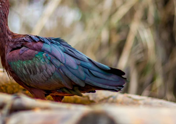 緑と黄色背景をぼかし 非常にセレクティブ フォーカスとカラフルな光沢のある青い緑と紫羽を持つ美しい鳥の背面部分のクローズ アップ — ストック写真