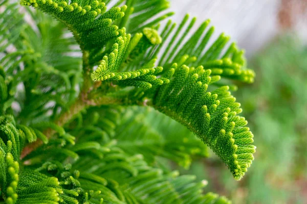 Gli Aghi Giovane Ramo Verde Pino Immagine Ravvicinata Con Messa — Foto Stock