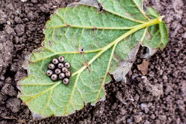 Vários Percevejos Colocaram Ovos Folha Caída Árvore Paulownia Dia Primavera — Fotografia de Stock