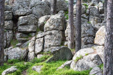 Çam ağacı orman Rodop dağ, Bulgaristan Atoluka bölgesinde içinde granit kaya Peri-kuyruk oluşumları Bratzigovo kasaba