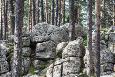 Çam ağacı orman Rodop dağ, Bulgaristan Atoluka bölgesinde içinde granit kaya Peri-kuyruk oluşumları Bratzigovo kasaba