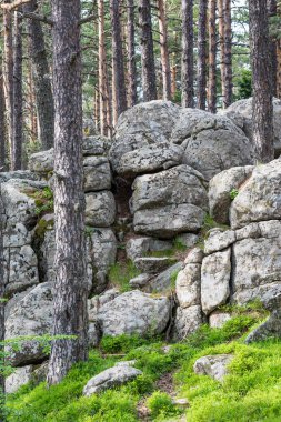 Çam ağacı orman Rodop dağ, Bulgaristan Atoluka bölgesinde içinde granit kaya Peri-kuyruk oluşumları Bratzigovo kasaba