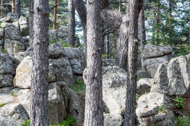 Çam ağacı orman Rodop dağ, Bulgaristan Atoluka bölgesinde içinde granit kaya Peri-kuyruk oluşumları Bratzigovo kasaba