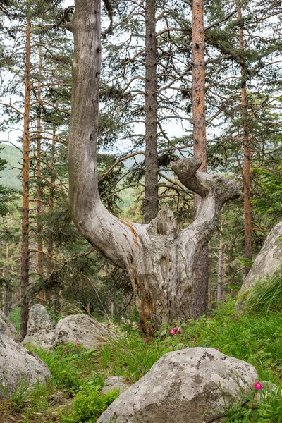Granite rock fairy-tail formations inside pine tree forest in the Atoluka region in Rhodope mountain, Bulgaria near the town of Bratzigovo