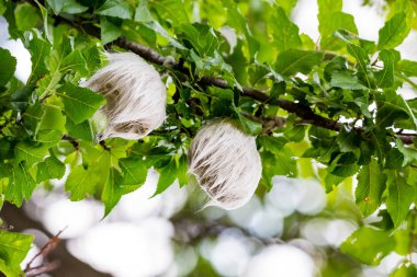 Gizemli kıllı şey ağaç üzerinde büyüyen