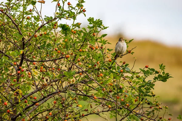 Eurasian tree sparrow sits on rose hip bush — Stock Photo, Image