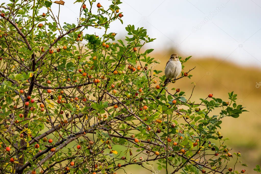 Eurasian tree sparrow sits on rose hip bush