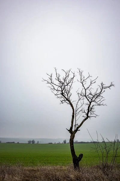 Niebla a través de tierras bajas con silueta de árbol de invierno — Foto de Stock