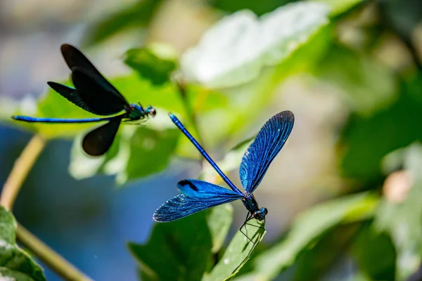 Banded Demoiselle Dragonfly Calopteryx Virgo Close Shot Natural Green Background — Stock Photo, Image