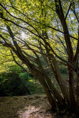 Sonbahar ormanda güneş karşı