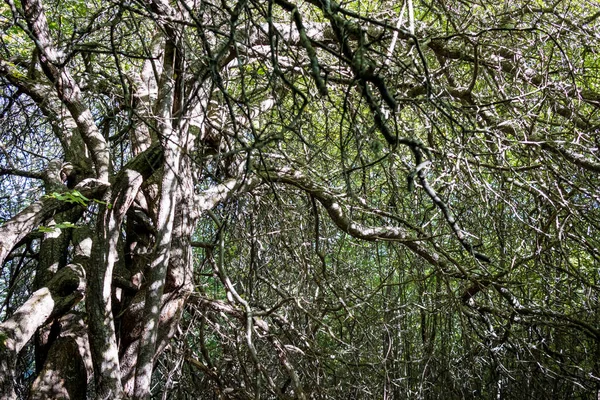 Creepy forest tree branches lid by the Sun