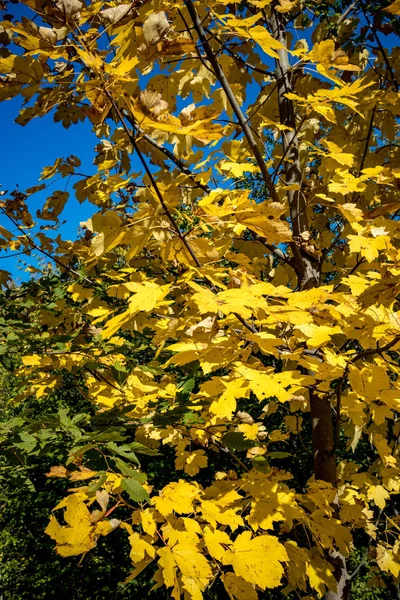 Folhagem amarela queda folhas outono close-up — Fotografia de Stock