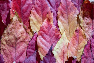 Yakın, sonbahar kırmızı akçaağaç yaprakları düşmüş