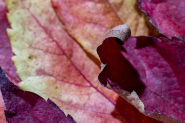 Yakın, sonbahar kırmızı akçaağaç yaprakları düşmüş