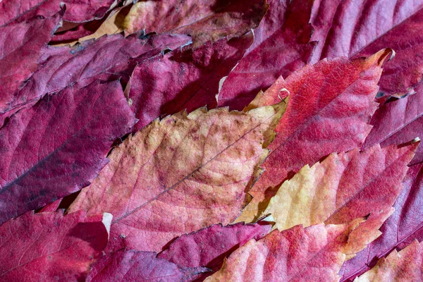 Primeros planos, otoño caído hojas de arce rojo —  Fotos de Stock