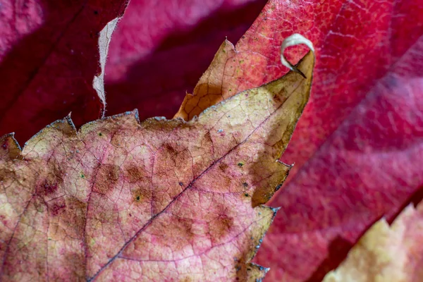 Primeros planos, otoño caído hojas de arce rojo —  Fotos de Stock