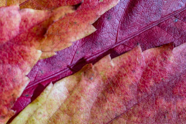 Primeros planos, otoño caído hojas de arce rojo —  Fotos de Stock