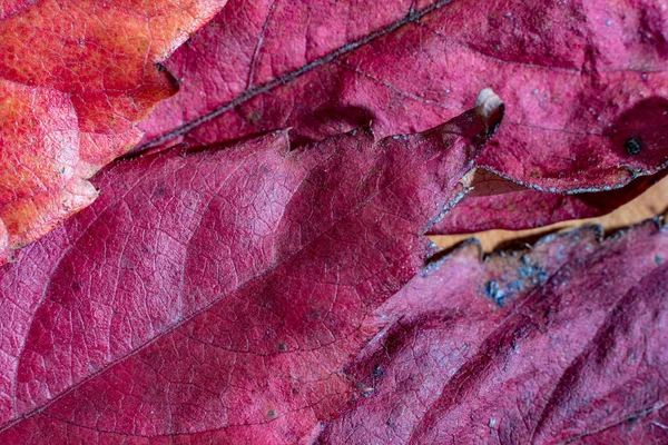 Primeros planos, otoño caído hojas de arce rojo —  Fotos de Stock