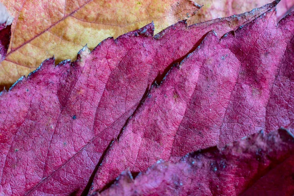 Primeros planos, otoño caído hojas de arce rojo —  Fotos de Stock