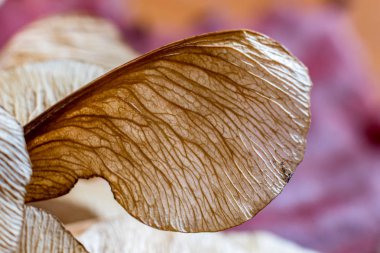 Makroyu kapat oluşturan, bir kuru akçaağaç tohumu, Sonbahar duyguları, stüdyo flaş ışık resim. Doğal sinirler, çarpıcı detaylı kanat yapısı alan sığ derinliği ile seçici odak