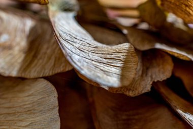 Makroyu kapat oluşturan, bir kuru akçaağaç tohumu, Sonbahar duyguları, stüdyo flaş ışık resim. Doğal sinirler, çarpıcı detaylı kanat yapısı alan sığ derinliği ile seçici odak