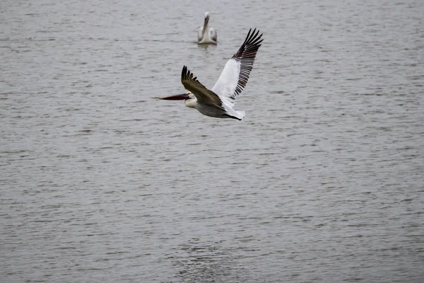 Pelican flying over the lake waters — Stock Photo, Image