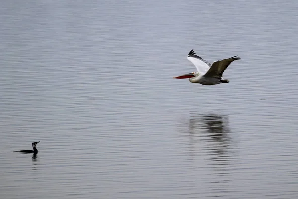 Pelican está voando baixo acima da superfície da água — Fotografia de Stock