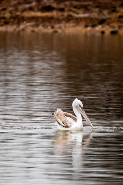 Pelikán poblíž pobřeží jezera — Stock fotografie