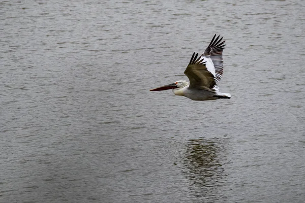 Pelicano voando para a esquerda — Fotografia de Stock
