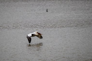 Neredeyse göl suları dokunmadan Pelikan