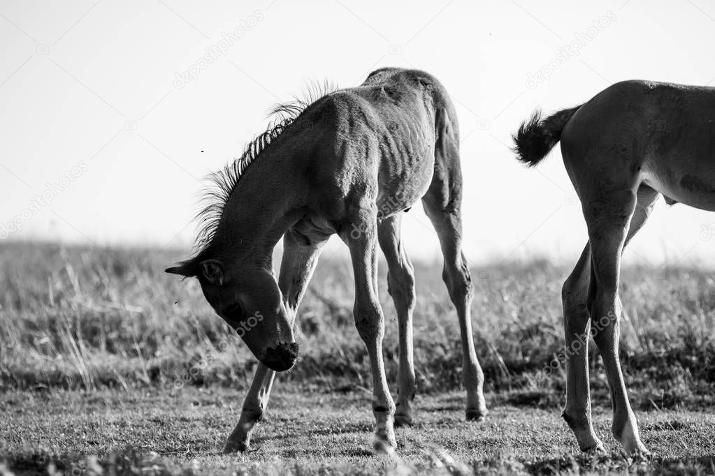 Playful young stallion in black and white