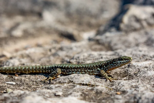 Focus on green and brown lizard body — Stock Photo, Image