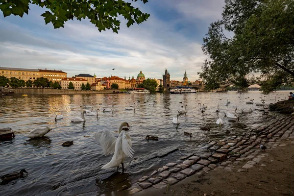 Лебеди в реке в Праге в летний вечер — стоковое фото