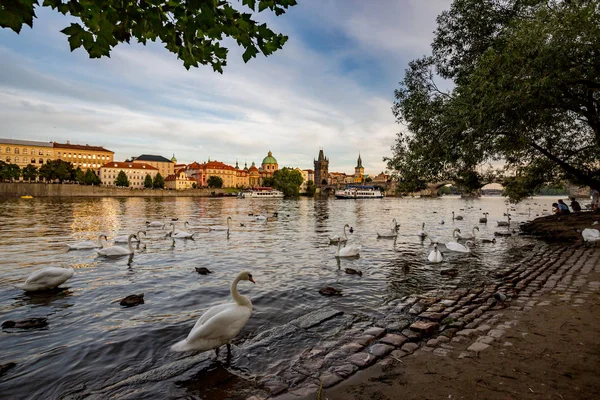 Лебеди в реке в Праге в летний вечер — стоковое фото