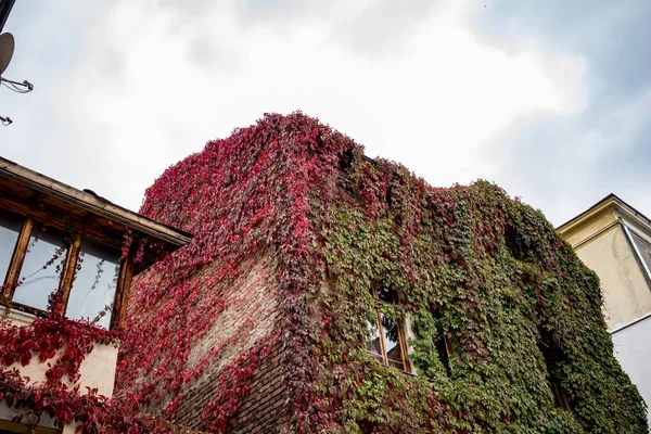 Casa cubierta de uvas silvestres, otoño Bulgaria — Foto de Stock