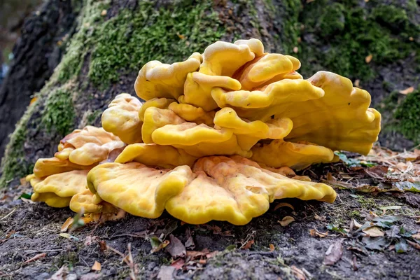 Autumn yellow tree mushroom in public park