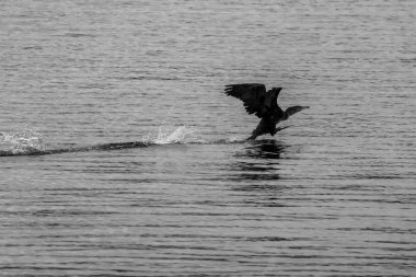 Büyük siyah büyük karabatak kuşu şaşırtıcı Dospat, Bulgaristan, Göl su kapalı alıyor. Moody soğuk sonbahar öğleden sonra. Seçici sığ odak, yüksek hızlı siyah beyaz fotoğraf
