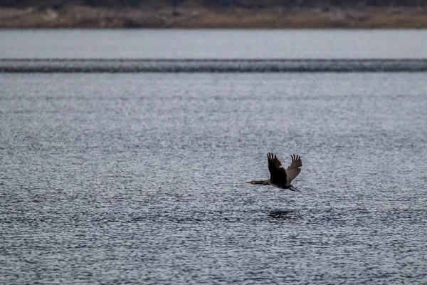 Incrível Grande Pássaro Corvo Marinho Preto Voa Sobre Água Lago — Fotografia de Stock