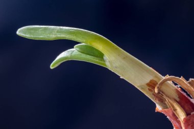 Makro fotoğraf bulanık koyu arka plan, ortak soğan, Allium Cepa, sonbahar fotoğraf Dospat, Bulgaristan'da alınan genç yaprakları close-up üzerinde