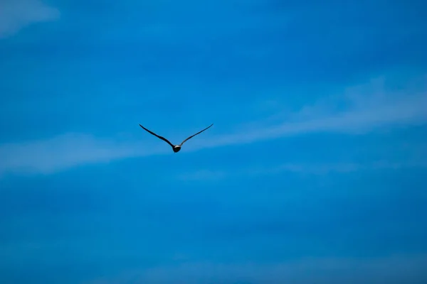 Silueta Hermoso Pájaro Cormorán Negro Que Vuela Lejos Cielo Azul — Foto de Stock