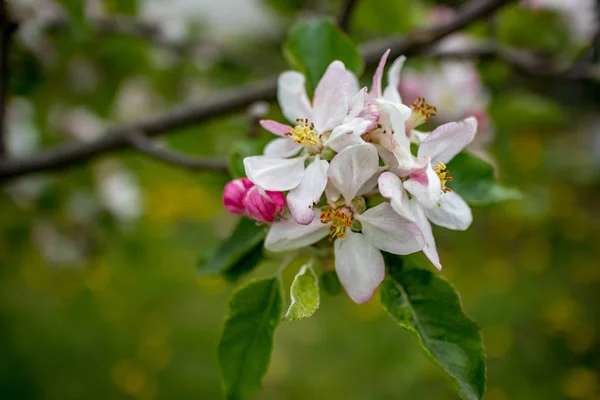 Flor de pêra, fundo borrado, início da primavera — Fotografia de Stock