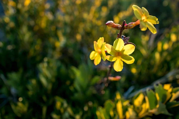 Flowering bush branch yellow isolated blossom